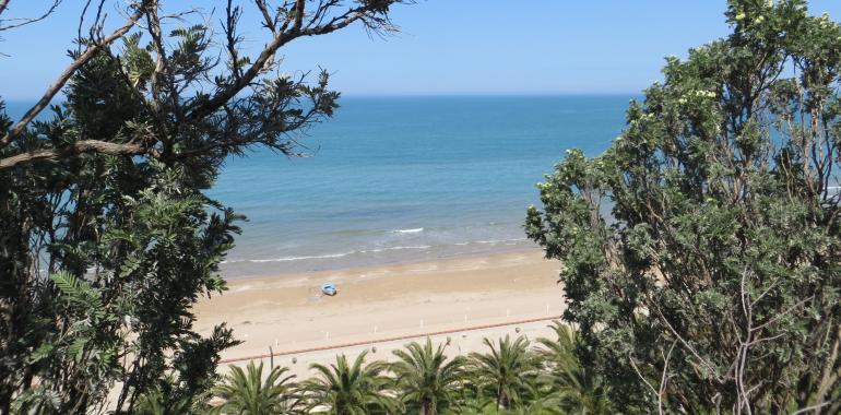 Spiaggia sabbiosa con palme e mare azzurro, vista tra gli alberi.